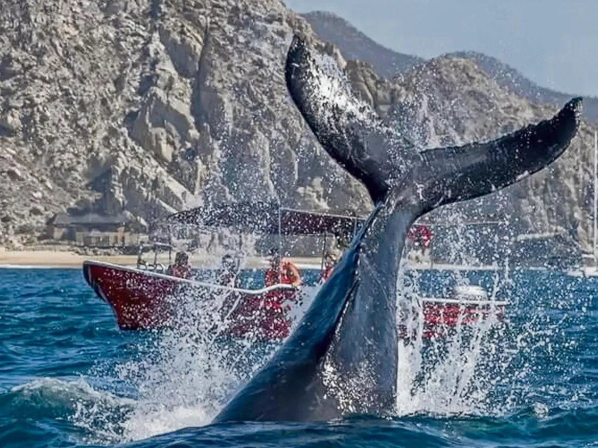 ballenas_baja_crop1736686828897.jpg_1902800913